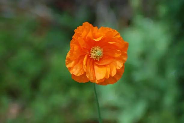 Perfect blooming orange California poppy flower blossom in a garden.