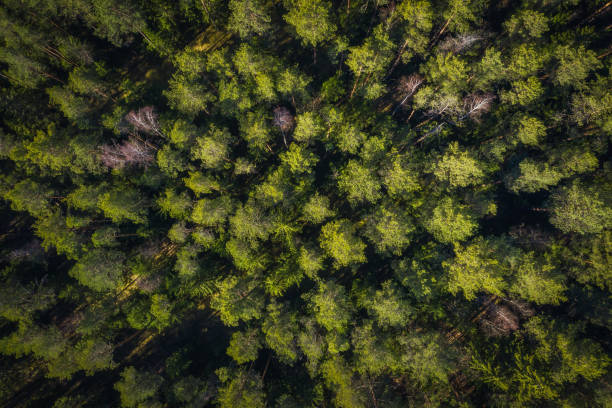 istock Forest drone view. Green trees in forest view from above 1144349590