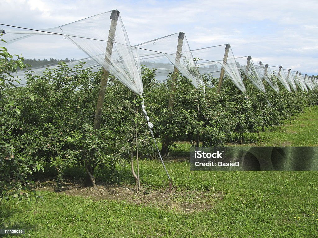 Apfelplantage mit Hagelschutznetzen - Foto de stock de Agricultura royalty-free