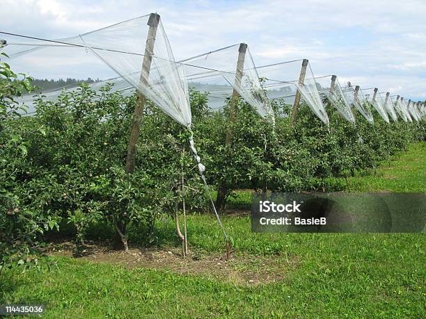 Foto de Apfelplantage Mit Hagelschutznetzen e mais fotos de stock de Agricultura - Agricultura, Alemanha, Crescimento