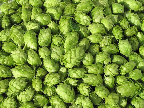 Green hops - Humulus lupulus stock photo