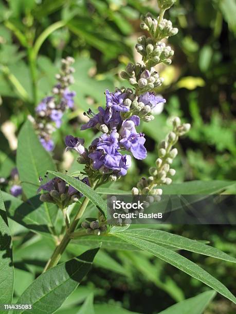 Vitex Agnuscastus Mönchspfeffer Stockfoto und mehr Bilder von Blau - Blau, Blume, Blumenbeet