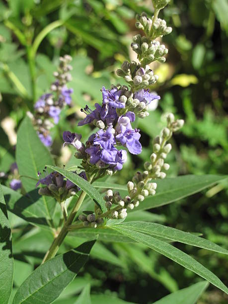 vitex agnus-castus, mönchspfeffer - küchenkräuter photos et images de collection