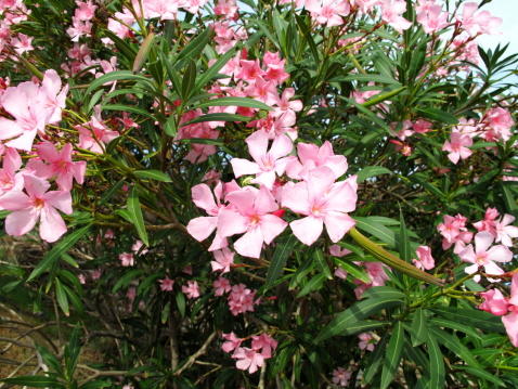 Nerium oleander bright pink flowers in bloom, green leaves on ornamental shrub branches in daylight
