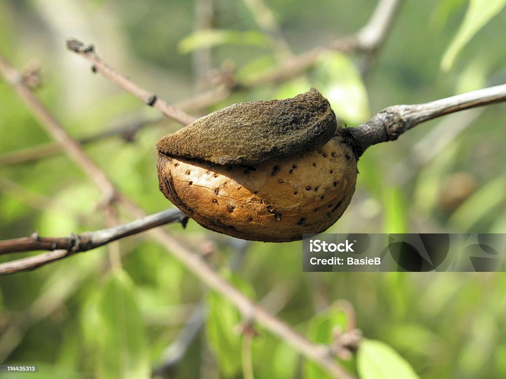 Almond mit shell - Lizenzfrei Ast - Pflanzenbestandteil Stock-Foto