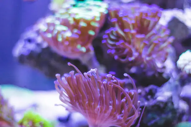group of euphullia coral in nano reef tank