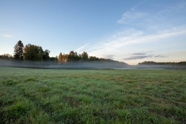 istock Meadow landscape with mist at dawn 1144353708