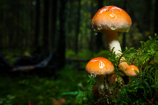 istock Mushroom close-up in the forest 1144353722