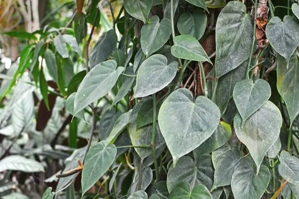 Photo of Tropical Philodendron Scandens vine plant climbing up and covering a tree trunk