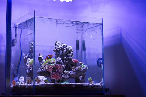 Leuk vinden martelen som Nano Reef Tank Stock Photo - Download Image Now - Aquarium, LED Light, Fish  - iStock