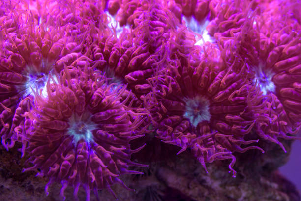 istock Colorful blastomussa colony in a reeftank 1144354035