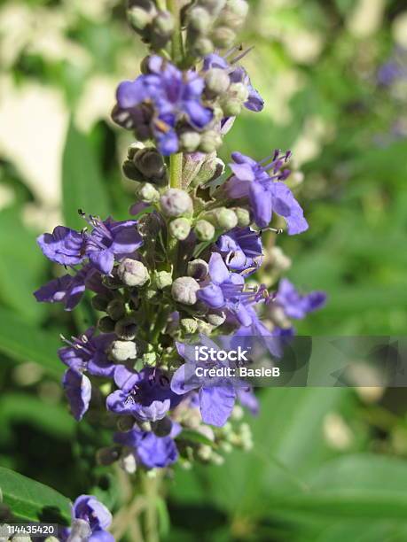 Vitex Agnuscastus M246nchspfeffer Stock Photo - Download Image Now - Close-up, Beauty In Nature, Blue