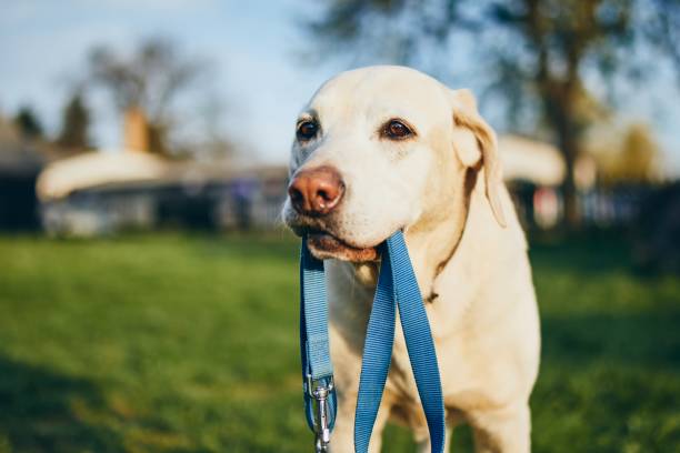 istock Dog holding leash in mouth 1144355303