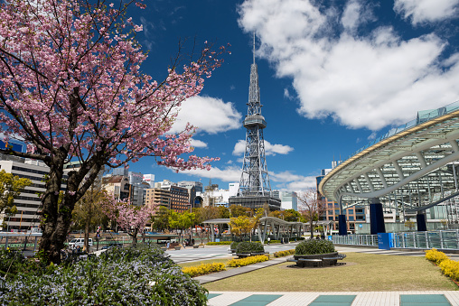 Nagoya, Japan - April 11, 2019:  cityscape view of Oasis21, Nagoya TV tower from Odori park with pink sakura or cherry blossom at Sakae district. Travel and shopping destination in Aichi, Chubu region