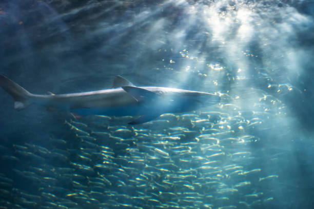 istock shark with saltwater sardine colony 1144356439