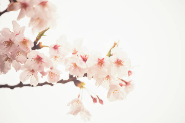 istock cherry blossom or sakura isolated on white 1144356453