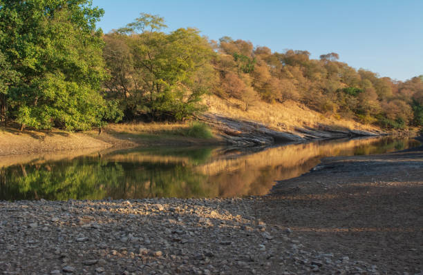 istock Waterhole in evening light,Ranthambhore National park,Rajasthan,India 1144356830