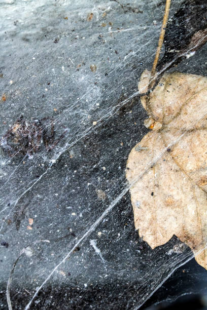 istock Scary Thick Spider Webs and Dead and Alive Spiders Close Up 1144357678