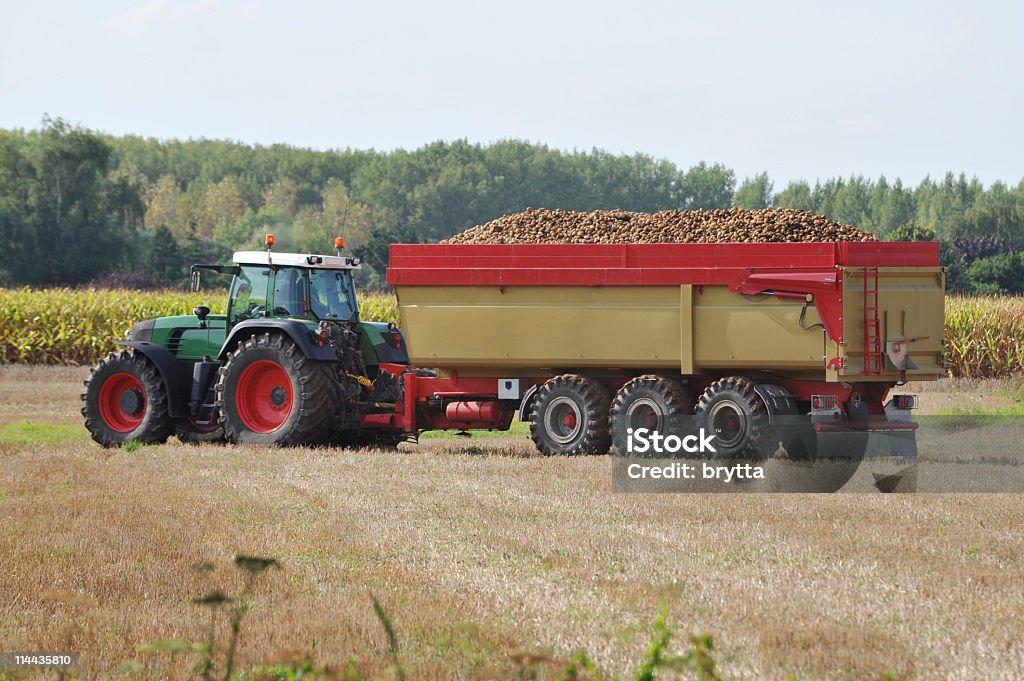 Tractor con recipientes cargados con papas, Flandes, Bélgica. - Foto de stock de Patata libre de derechos