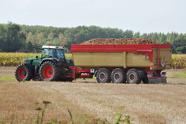 Tractor with container loaded with potatoes,Belgium.