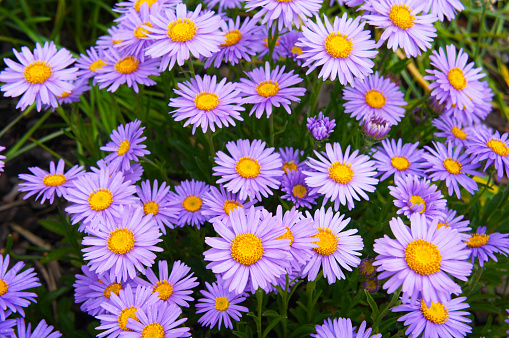 Close-up photo showing purple daisy flowers, which belong to the 'aster' family. They can be used as attractive summer bedding in gardens.