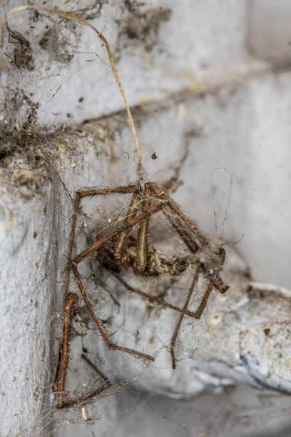 istock Scary Thick Spider Webs and Dead and Alive Spiders Close Up 1144359287