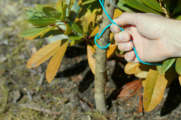 istock hand tying a wire around the rhododendron 1144360677