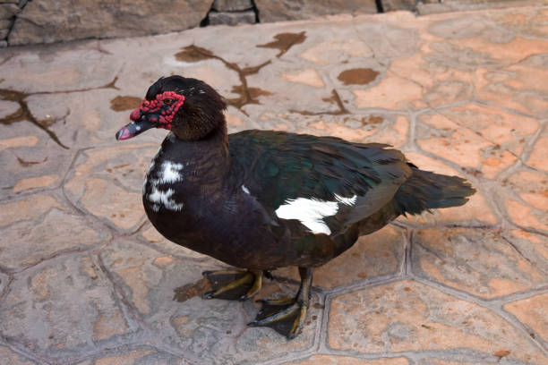 istock Isolated Duck walking in the patio 1144361341