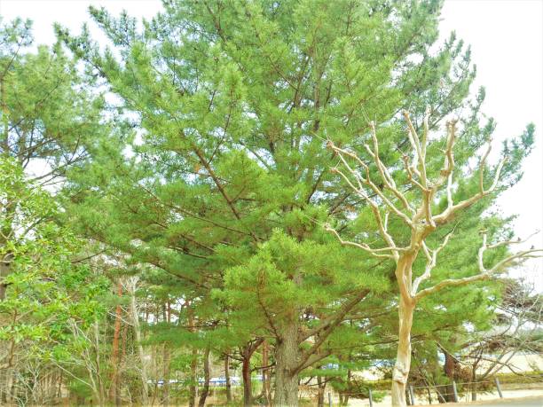 istock Trees green  in the garden 1144361526