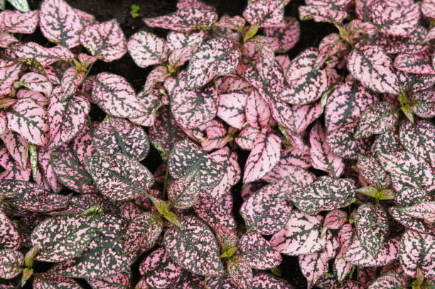 istock Hypoestes phyllostachya polka dot plant leaves 1144362173