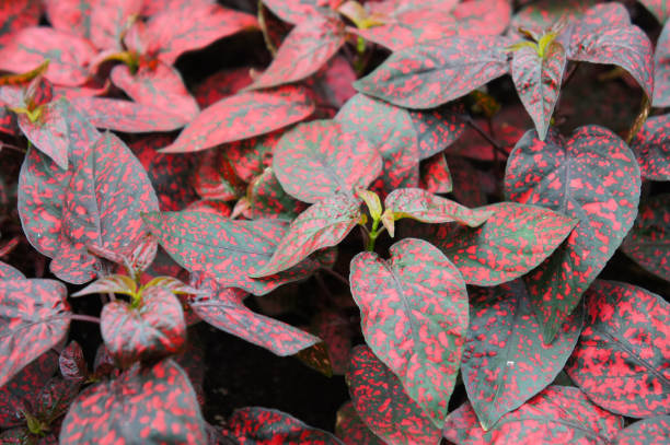 istock Hypoestes phyllostachya splash select red polka leaves background 1144362198