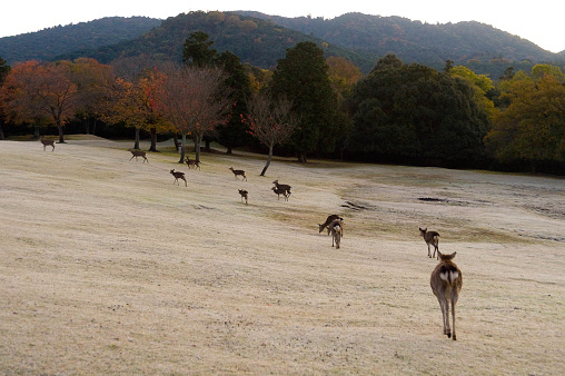 Deer flocking in Nara Park