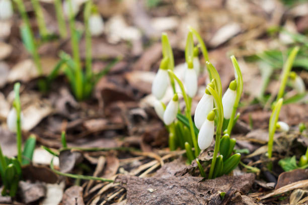 istock White snowdrops, the first spring flowers 1144362958