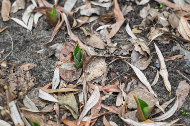 istock Young shoots of tulips on a flowerbed 1144363095