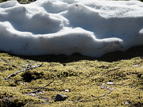 Melting snow and lush moss.