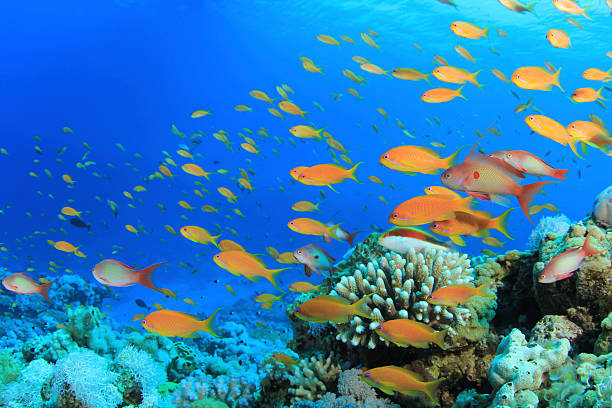 istock Tropical Fish on Coral Reef 114436555
