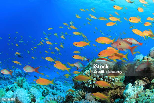 Tropical Fish On Coral Reef Stock Photo - Download Image Now - Anthias ...