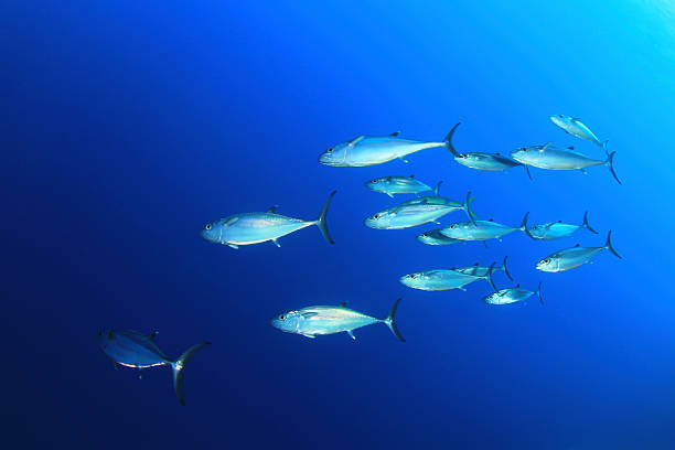 School of Tuna  school of fish photos stock pictures, royalty-free photos & images