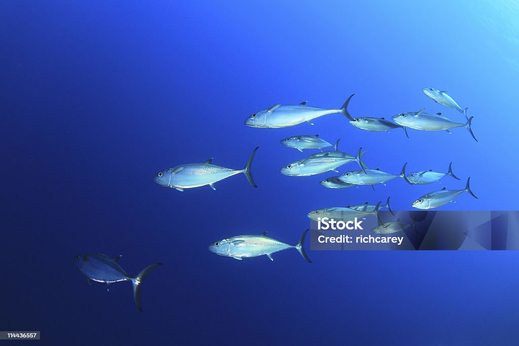 Школа of тунца - Стоковые фото Рыба роялти-фри