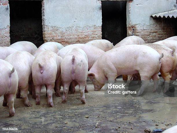 Foto de Porcos e mais fotos de stock de Animal - Animal, Animal doméstico, Anti-higiênico
