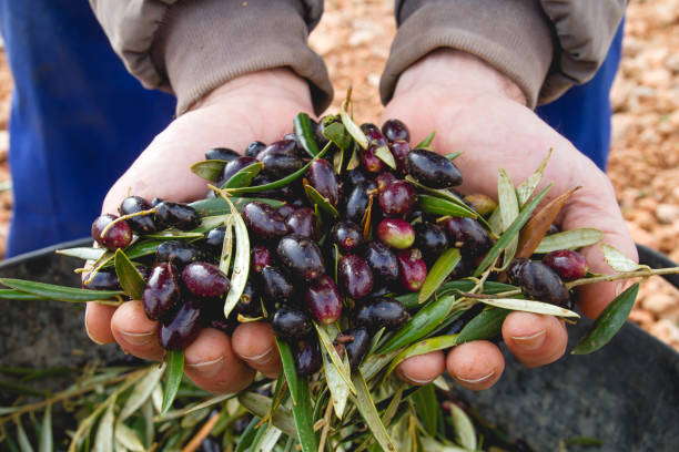 istock Harvest of olives 1144366423