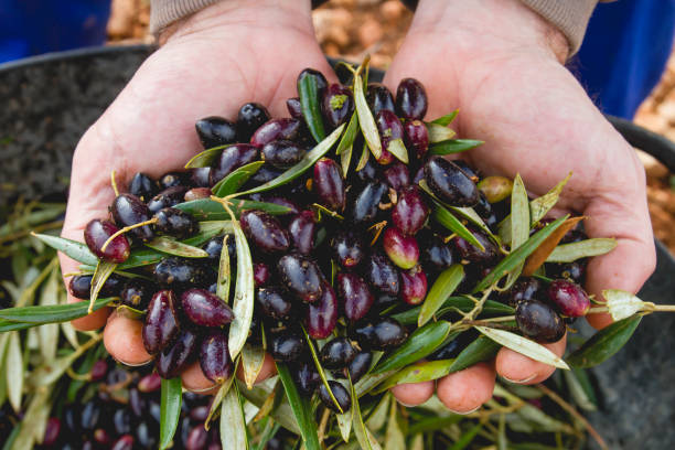 istock Harvest of olives 1144366431