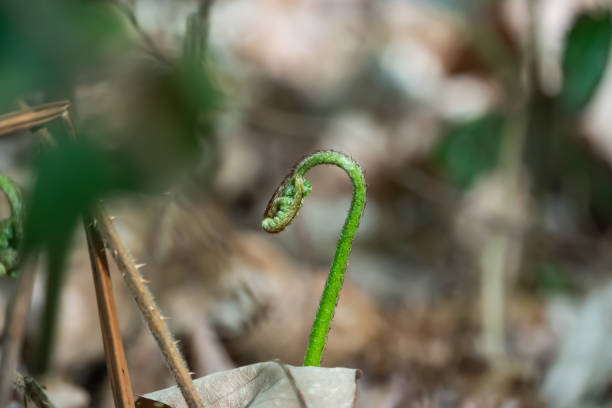 istock Bracken Fern Unfurling in Springtime 1144366457