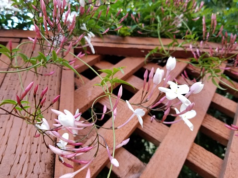 Vine, buds, and open flowers on Pink Jasmine (Jasminum polyanthum) plant, April 17, 2019. (Photo by Smith Collection/Gado/Getty Images)