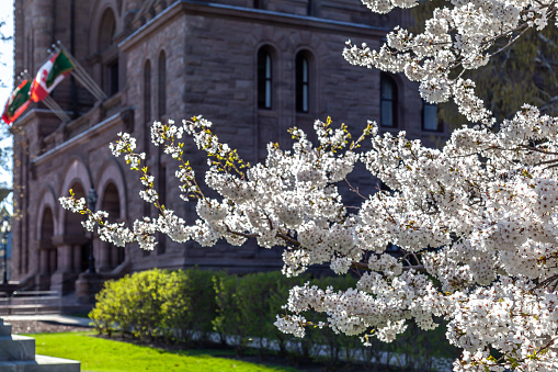 Toronto, Canada - April 23, 2017: Branch of the cherry flower in the Queen's Park with The Ontario Legislature building in background in Toronto, Canada.