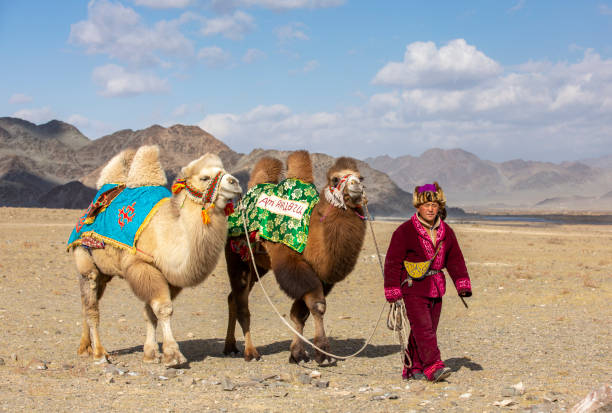 homem nômade com seu camelo em uma paisagem de montanhas de altai - bactrian camel - fotografias e filmes do acervo