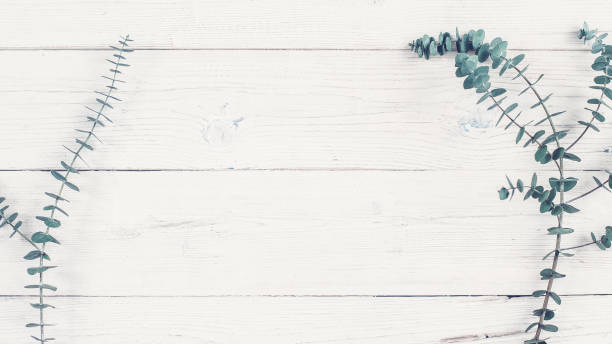 istock floral natural decor green plant white background 1144368468