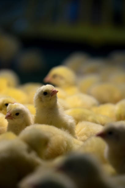 istock Large Group of Baby Chicks on Chicken Farm 1144369434
