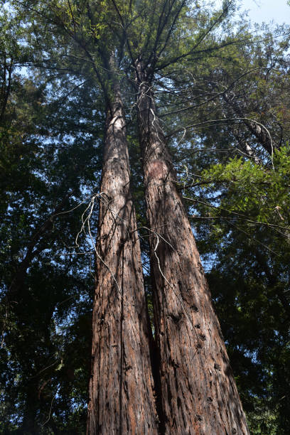 istock Towering Tall Redwood Trees in California 1144369673