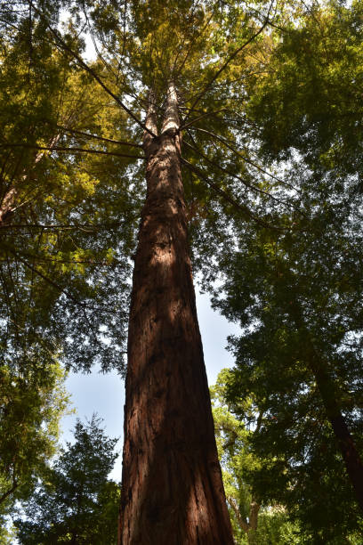 istock Towering Tall Redwood Trees in California 1144369891